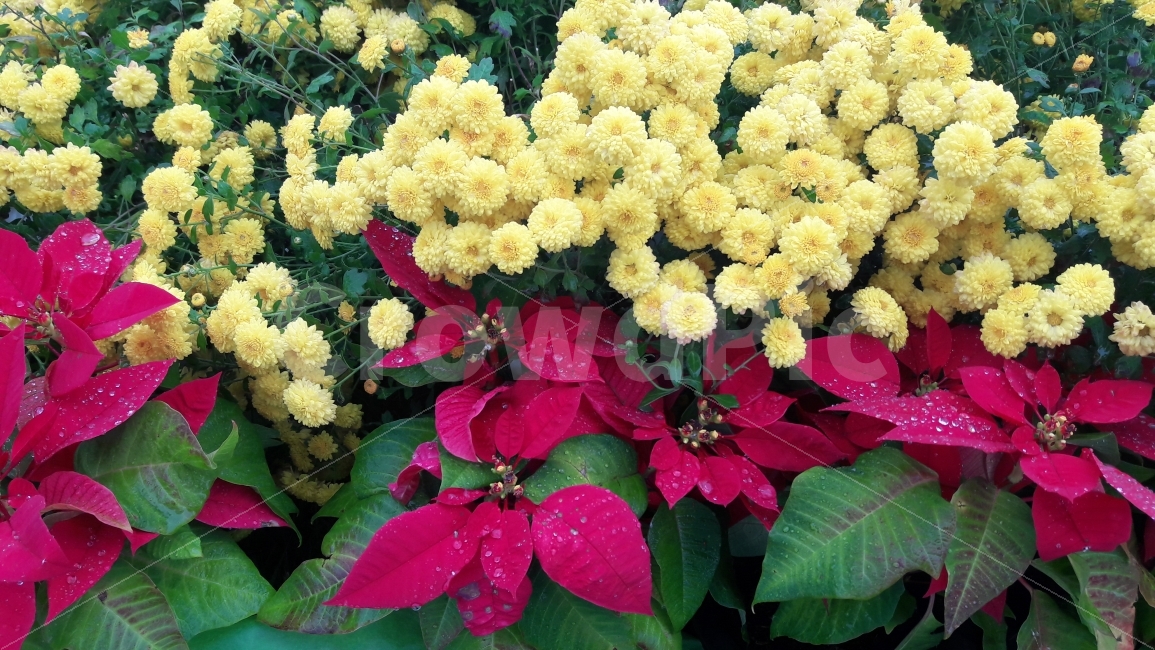 꽃,국화,크리스마스,노랑,빨강,식물,자연,plants,nature,꽃,flower,메리크리스마스,성탄절,merry christmas