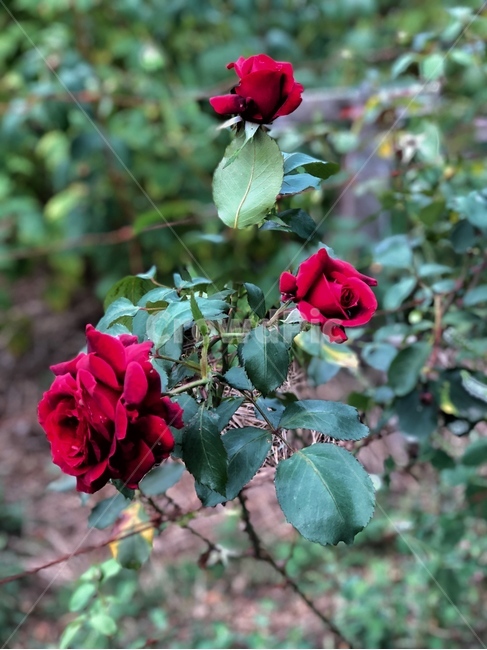장미,꽃,플라워,풍경,장미꽃,식물,자연,plants,nature,꽃,flower