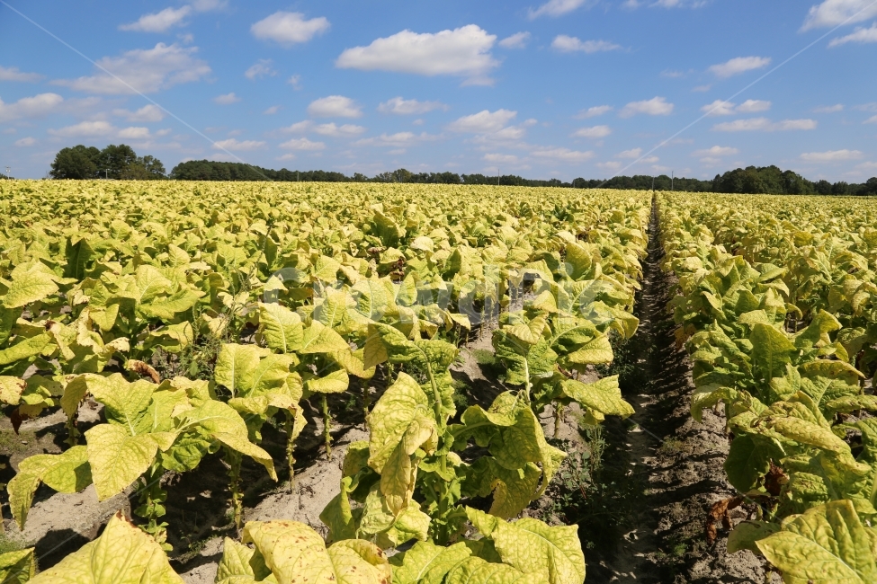 농사,담배,담배농사,담배재배,담배밭,산업,industry,industrial,농업,농사,agriculture,farming,farming industry