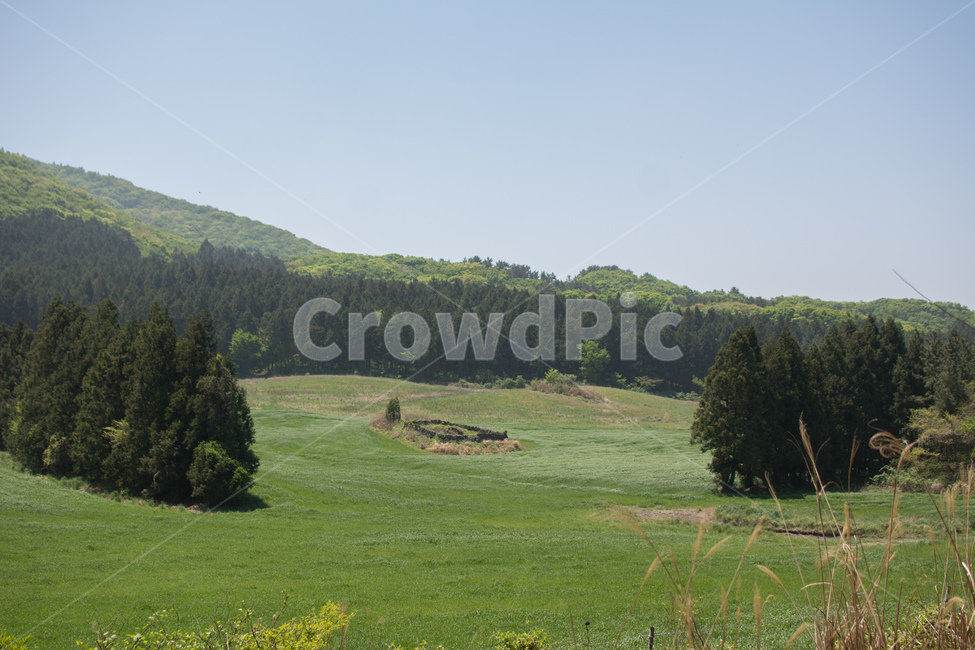 제주도,궷물오름,잔디,자연,산,제주도,jeju,jeju island,outdoors,옥외,grassland,목초지,field,들,nature,farm,농장,rural,농촌,meadow