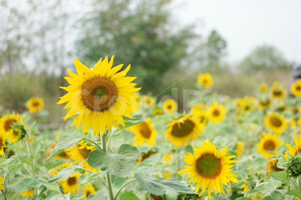 꽃,해바라기,sunflower,flower,노랑,yellow,노란,하늘공원,여름,계절,summer,season,식물,자연,plants,nature,꽃,flower,plant,blossom