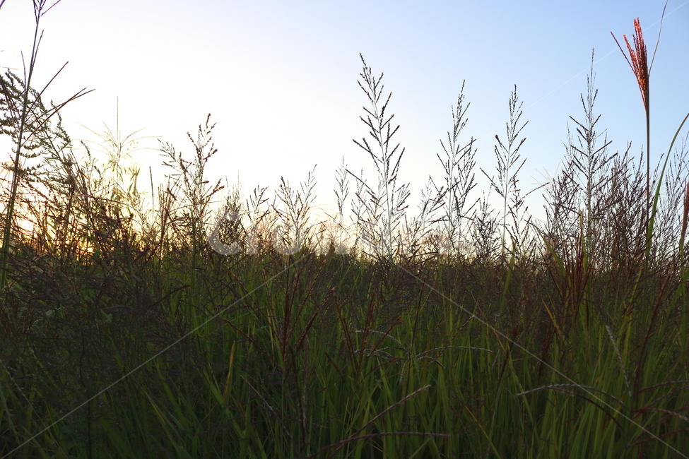 억새,억새풀,식물,자연,가을,벼과,가을,계절,fall,autumn,season,grass,잔디,plant,lawn