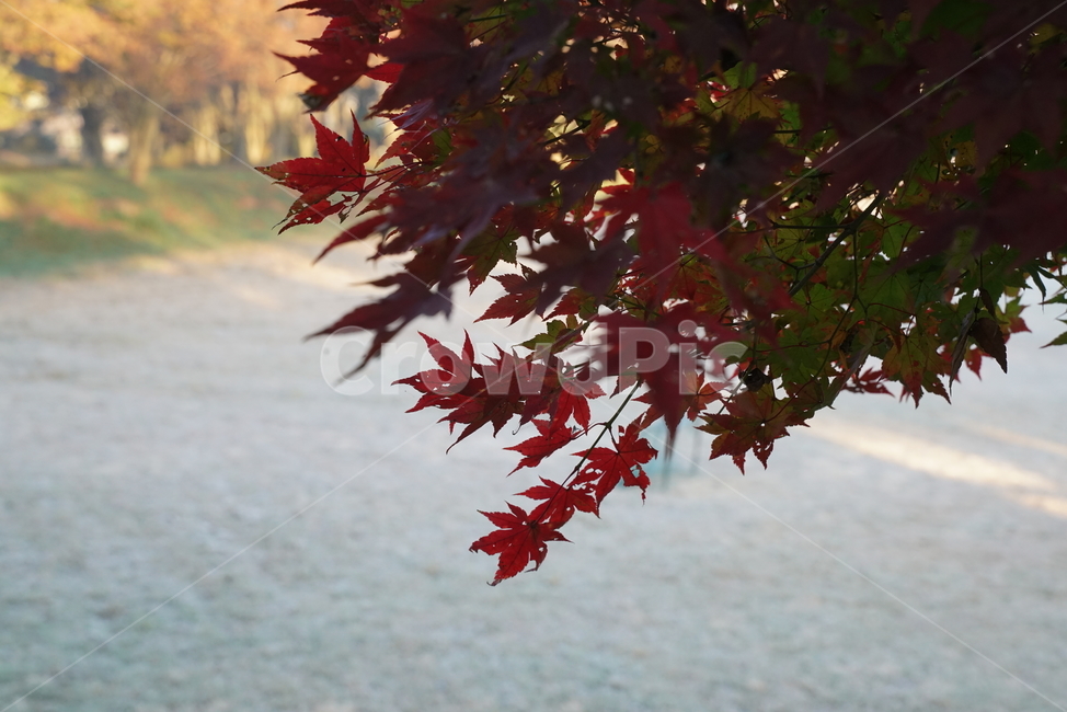 plant,식물,leaf,잎,tree,나무,maple,단풍,가을단풍,엽록소,가을,가을,계절,fall,autumn,season