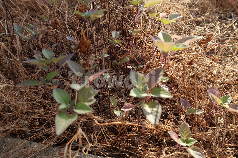 식물,풀,겨울,풍경,낙옆,식물,자연,plants,nature