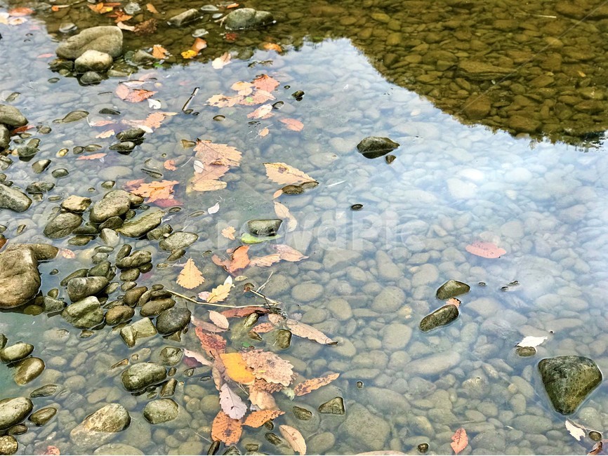 낙엽,강,돌,조약돌,수천,자연,자갈,자연,풍경,nature,landscape,water,물,outdoors,옥외