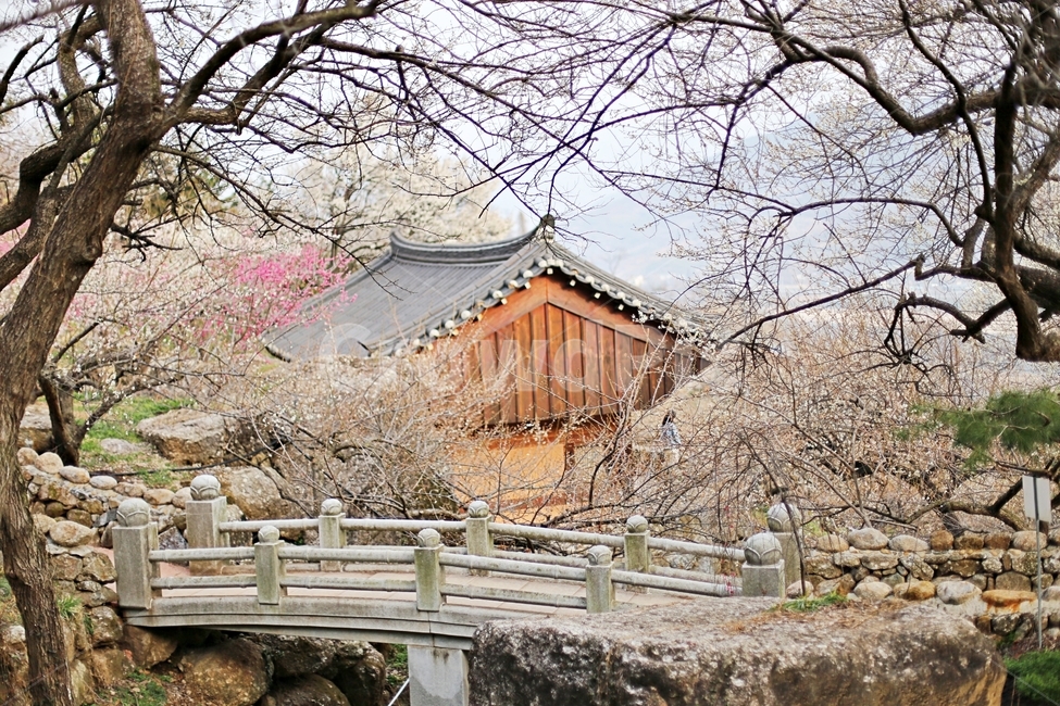 하동,매화마을,매화축제,매화꽃,매화,꽃,flower,hadong,시골,마을,풍경,landscape,country,rural,town