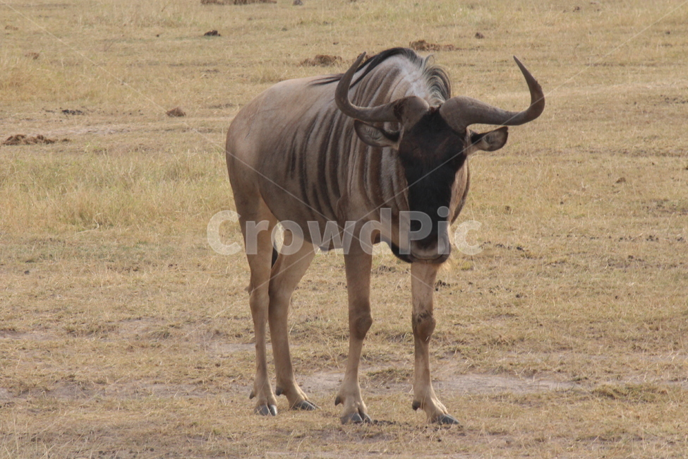 케냐,아프리카,자연,고독,물소,buffalo,동물,animal,포유류,mammal