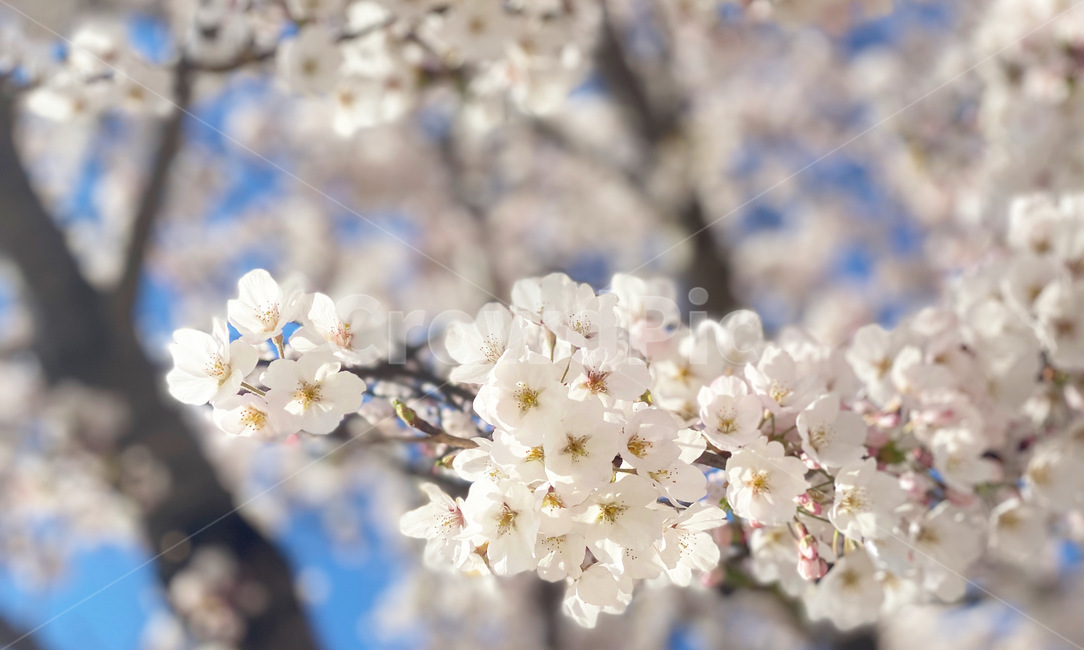 식물,blossom,plant,꽃,벚꽃,flower