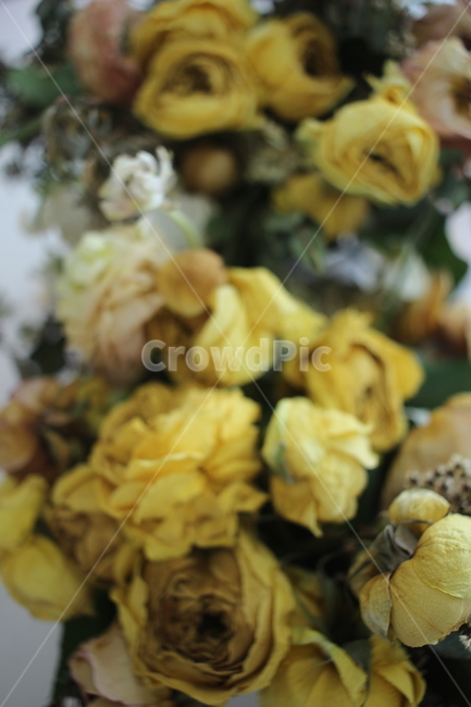 plant,식물,꽃,드라이플라워,장미,rose,flower,꽃다발,노란장미,yellowrose