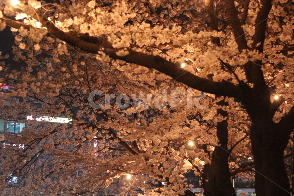 벚나무,벚꽃축제,벚꽃,벚꽃엔딩,봄,봄,계절,spring,season,야경,밤,풍경,nightscape,night,landscape,plant,식물,tree,나무