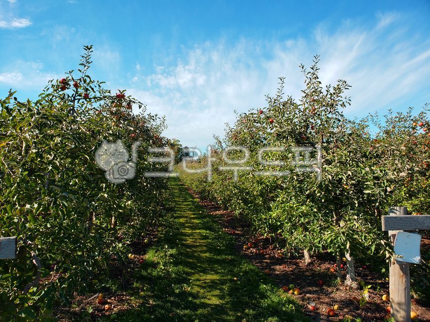 blue sky,appletree,fruit,apple orchard,apple farm,bluesky,white cloud,red apple,food,apple,orchard,plant,apple tree