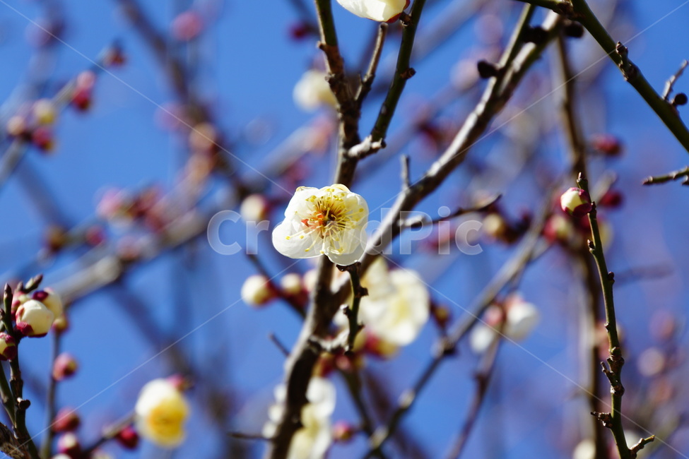 벚꽃,복사꽃,봄,따뜻한,하얀색,봄,계절,spring,season,식물,자연,plants,nature,꽃,flower,plant,blossom