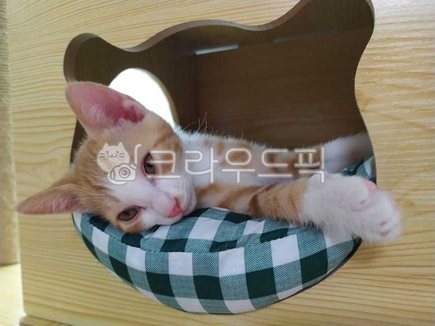 pretty cat,cat,sleepy cat,Sleepy cat