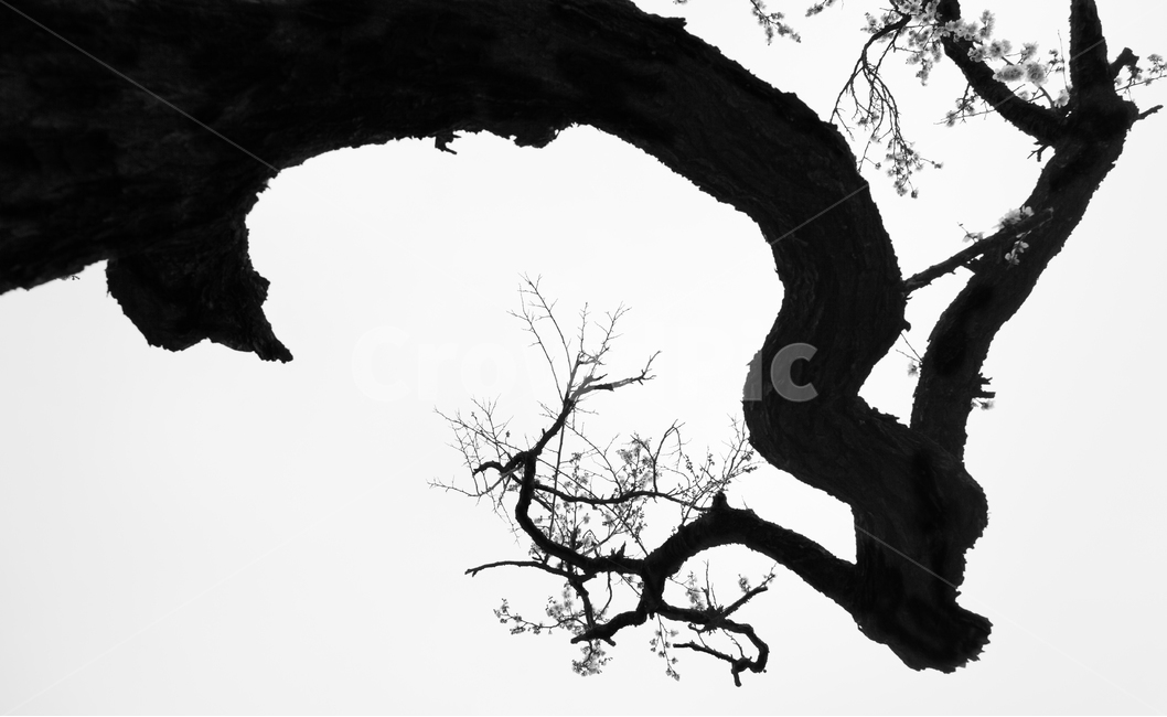 매화,고매화,선,매화꽃,꽃,식물,자연,plants,nature,꽃,flower,나무,trees,wood,실루엣,그림자,silhouette,shadow,흑백,모노톤,monochrome,black and white,누끼,remove background