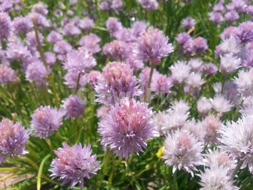 꽃,풍경,자연,식물,봄,식물,자연,plants,nature,꽃,flower