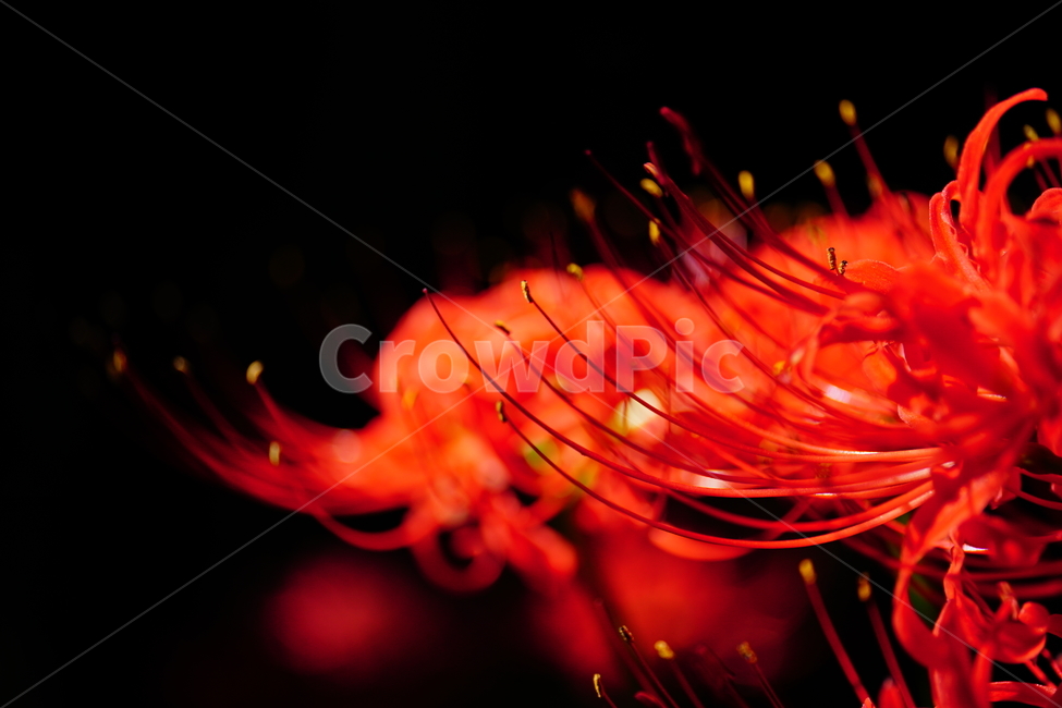 꽃무릇,꽃,식물,플라워,flower,자연,nature,plants,9월,가을,fall,autumn,september,꽃밭,화단,closeup,접사,매크로,마크로,macro,꽃사진,가을꽃,식물,자연,plants,nature,꽃,flower