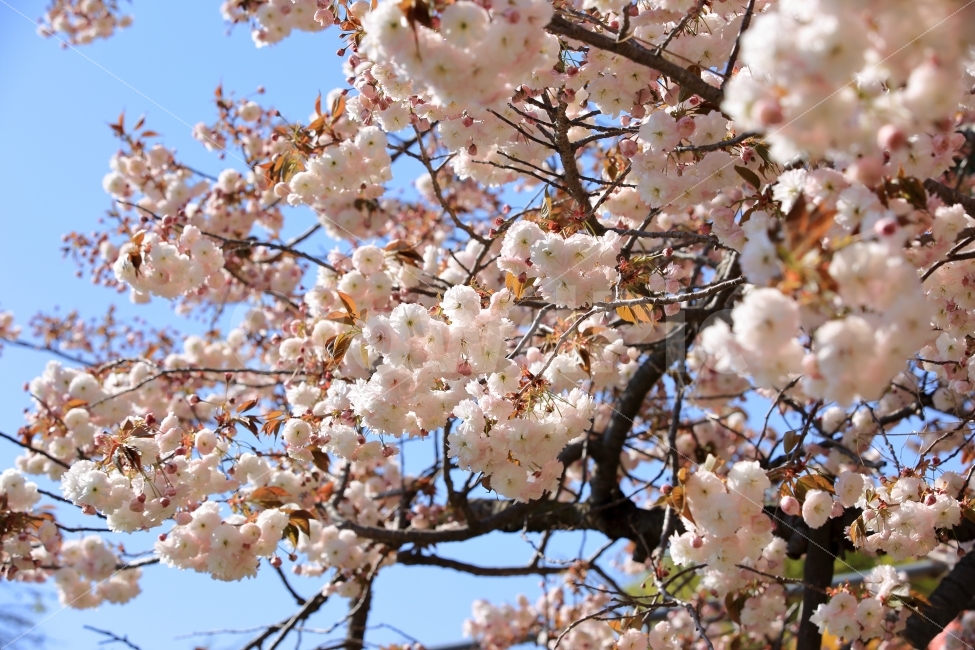 풍경,사진,식물,꽃,벚꽃,배경,봄,식물,자연,plants,nature,봄,계절,spring,season,꽃,flower,plant,blossom