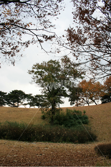 가을,나무,잎,단풍,고독,plants,nature,가을,계절,fall,autumn,season,자연,풍경,nature,landscape,tree,plant,식물,tree trunk,나무 줄기,ground,바닥