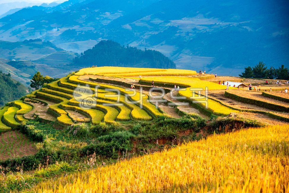농업,계단식논,agriculture,아시아,asia,farm,nature,자연,outdoors,옥외,countryside,무캉차이,rural,scenic,terrace,베트남,vietnam,harvest,추수,경치좋은,멋진,wallpaper