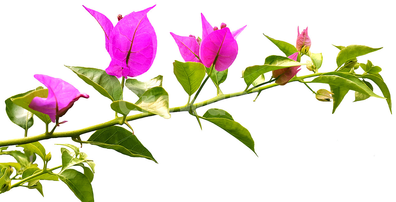 식물,flower,꽃,꽃잎,plant