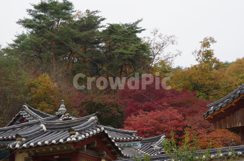 안동단풍,단풍,안동,경북안동,도산서원,퇴계이황,가을,계절,fall,autumn,season,한국전통,한국문화,korean traditional,korean culture,건축물,건물외관,exterior,building,structure,architecture,construction,건물,shrine,신사,pagoda,탑,worship,예배,temple,신전