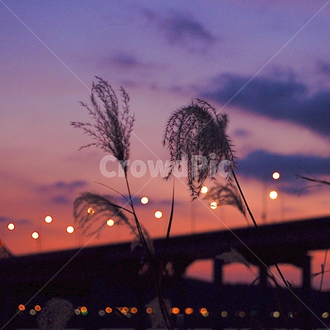 plant,식물,grass,잔디,nature,자연