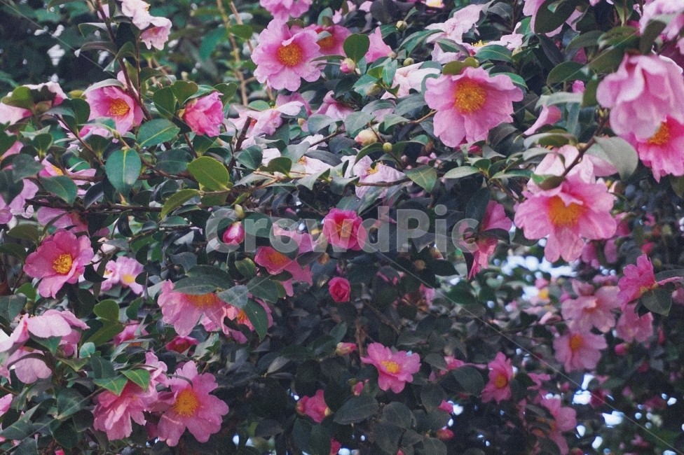 동백꽃,동백,식물,꽃,나무,자연,동백나무,flower,tree,blossom,flowertree,꽃나무,겨울,겨울꽃,winter,계절,season,nature,plant,plants,분홍,분홍색꽃,pink,pinkflower,식물,자연,plants,nature,꽃,flower