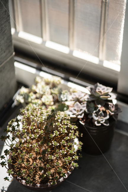 다육이,식물,다육식물,botanical,plant,식물,자연,plants,nature,실내용화초,화분,화초,house plant