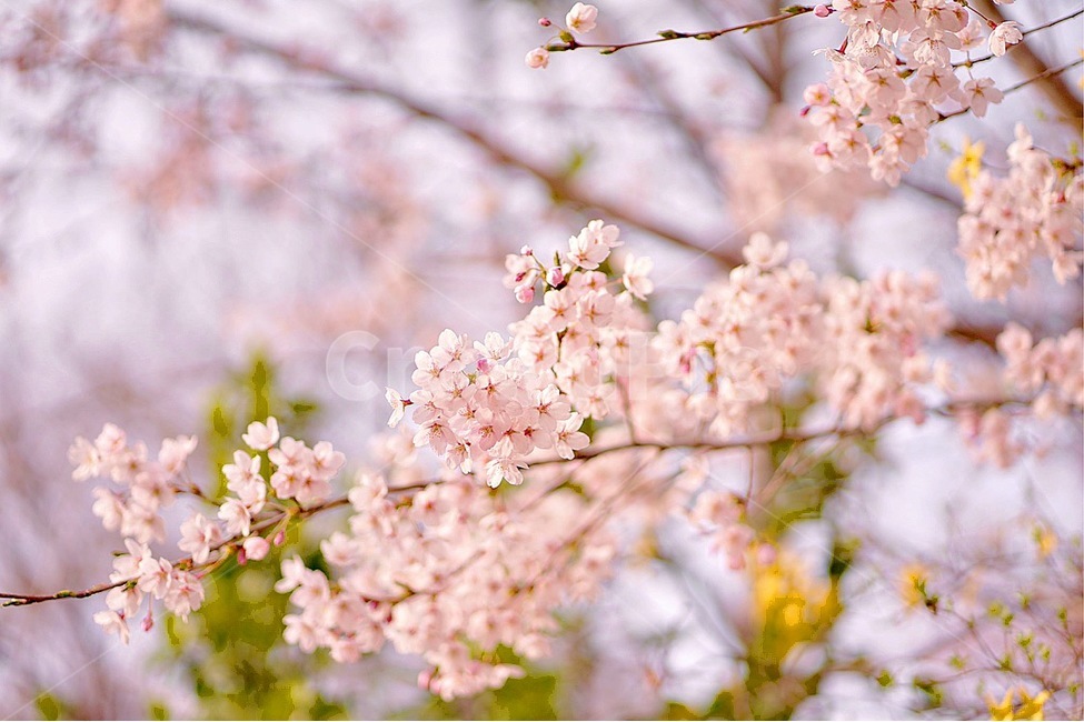 벚꽃,봄,꽃,나무,남산,봄,계절,spring,season,식물,자연,plants,nature,꽃,flower,plant,blossom