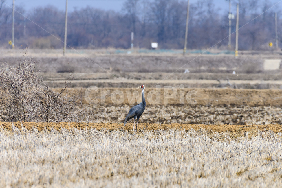 animal,동물,bird,새,ashcrane,재두루미,빨강,red,검정,black,ricefields,논바닥,먹이를찾다,lookforfood,동물,animal,조류,새,birds