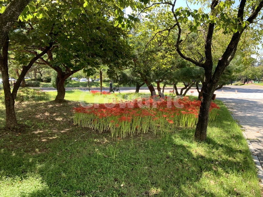 꽃무릇,상사화,군락,전남대,전남대학교,자연,가을,나무,tree,plant