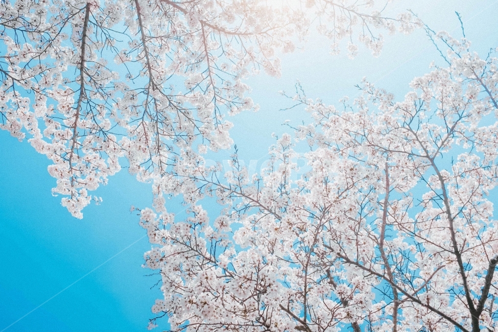 스냅,감성사진,필름,필름느낌,필카,벚꽃,벚꽃축제,벚꽃여행,봄,계절,여행,국내여행,봄,계절,spring,season,식물,자연,plants,nature,나무,trees,wood,감성,sensible,feeling,색깔,색상,색채,색감,color sense,color sensitivity,feeling of color,outdoors,옥외,plant