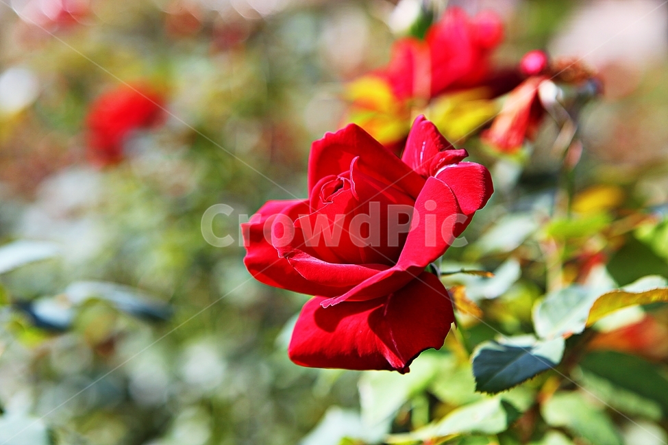 장미,장미꽃,꽃,꽃잎,가을,식물,자연,공원,식물,자연,plants,nature,꽃,flower