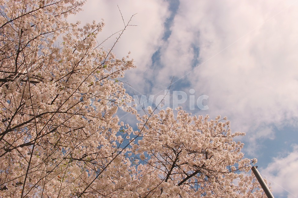 봄,감성,나무,구름,하늘,핑크,plant,cherryblossom,식물,flower,blossom,꽃,벚꽃