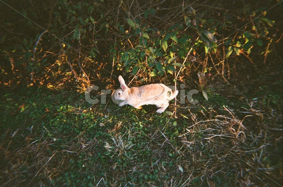 토끼,자연,동물,공원,야생동물,필름,필름카메라