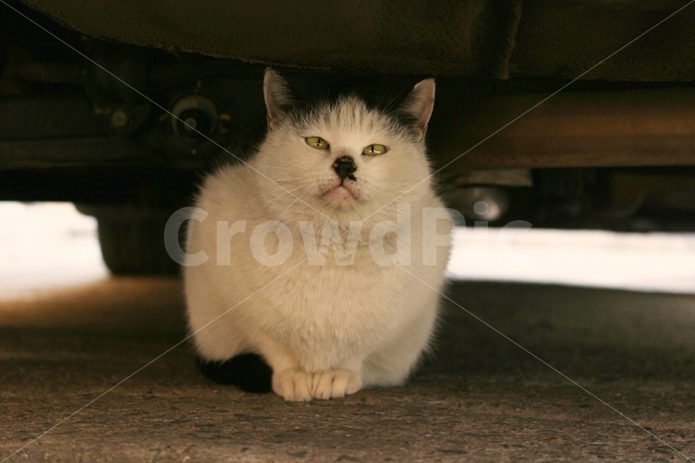 고양이,도둑고양이,길고양이,차,차아래,차밑고양이,아래,눈빛,점박이고양이,하얀고양이,그윽함,동물,animal,고양이,cat,kitten,kitty,포유류,mammal