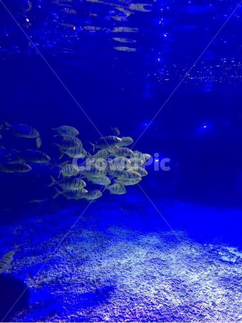 물고기,아쿠아리움,열대어,fish,물고기떼,무리,어류