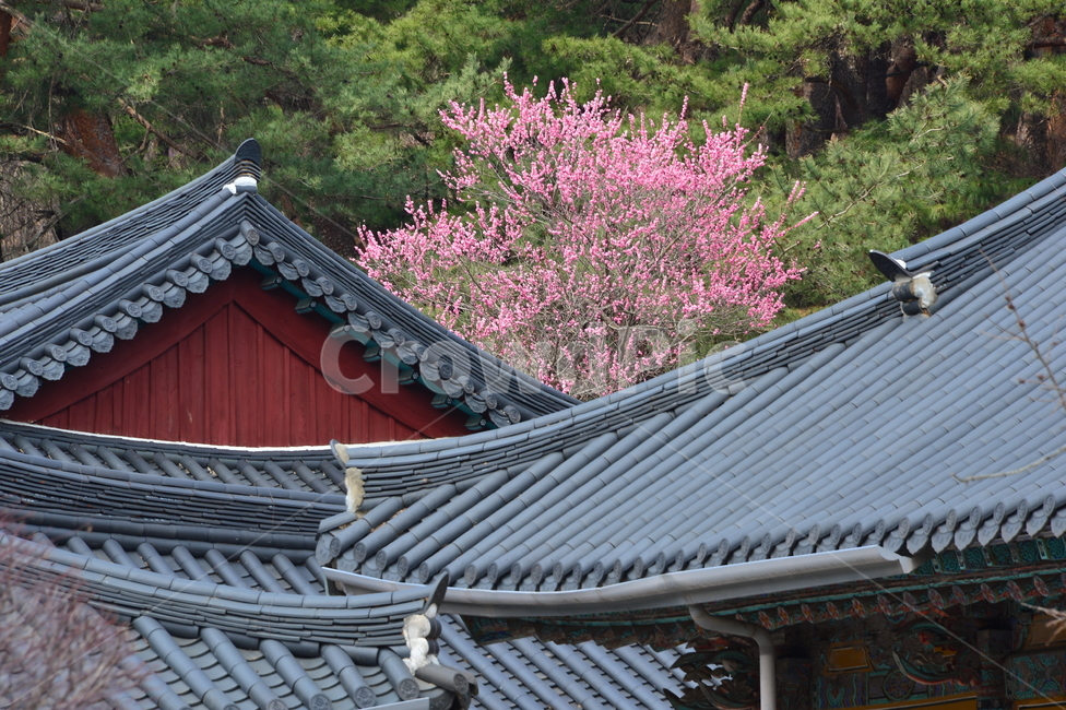 roof,지붕,기와,홍매화,풍경,자연,사찰,전통,불교,한옥,한국,봄,꽃
