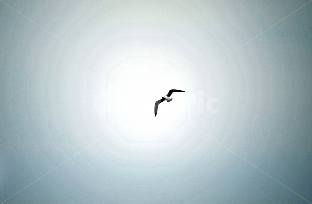 하늘,새,자유,갈매기,바다,동물,animal,조류,새,birds