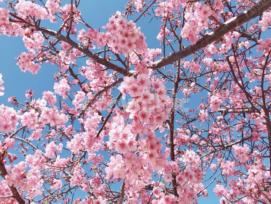 벚꽃,꽃,cherryblossoms,flower,봄
