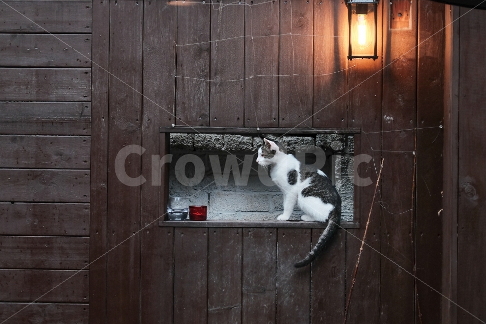 고양이,냥이,고냥이,길고양이,귀여움,아깽이,시선,동물,animal,포유류,mammal,고양이,cat,kitten,kitty