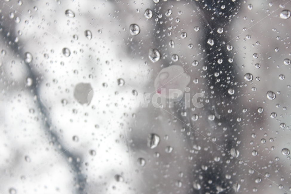 꽃,벚꽃,겹벚꽃,꽃나무,봄,봄비,sprng,계절,비,rain,rainy,빗방울,흐림,flower,우산,꽃잎