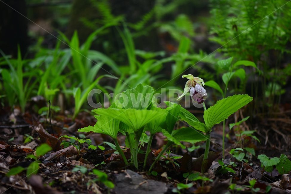 광릉요강꽃,멸종위기,난초과,복주머니란속,야생화,1급,희귀,봄,꽃,plant,wild,flower,자연,생태,식생,풀꽃,식물,식물,자연,plants,nature,꽃,flower