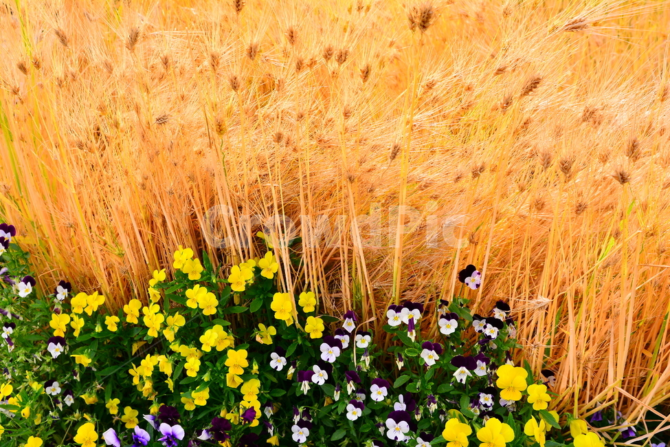 보리밭,보리,팬지꽃,풍경,시즌,곡식,노랑색,보라색,퍼플,yellow,purple,조화,자연,식물,초본,season,계절,5월,아름다운,어울림,이삭,flowers,pansy,식물,자연,plants,nature,꽃,flower