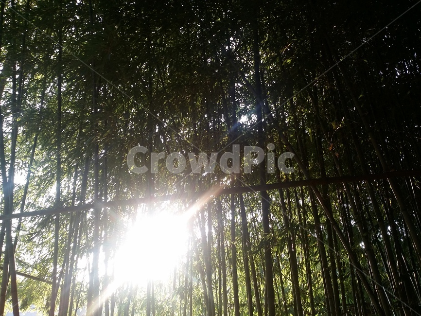 light,빛,sunlight,햇빛,대나무,자연