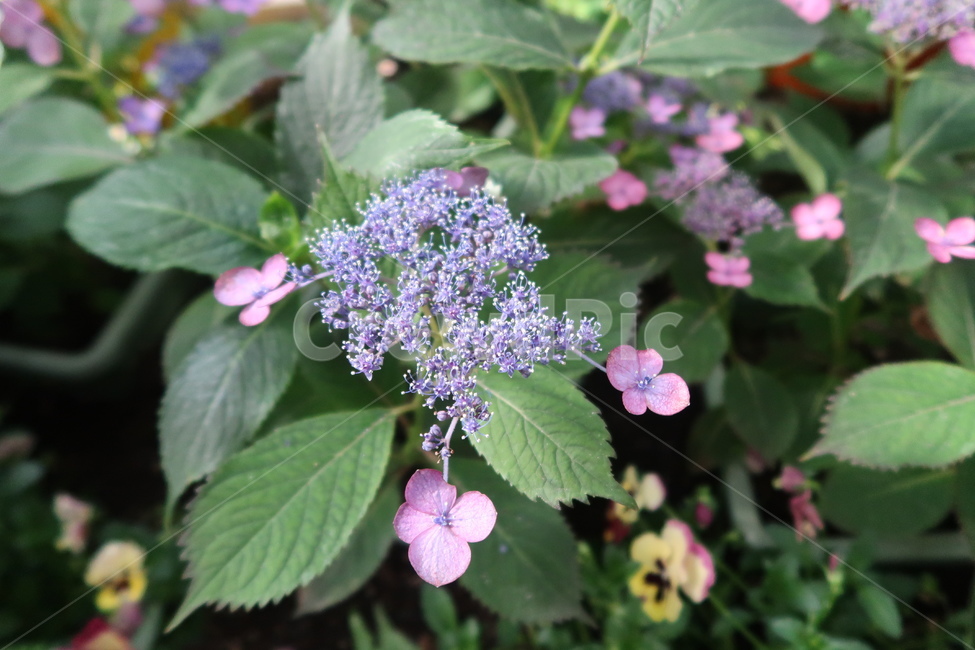 plant,blossom,flower,꽃,공원,봄,봄꽃,봄날,햇빛,풀,가든,park,spring,springflower,초록,보라,sunny,garden,green,purple,식물