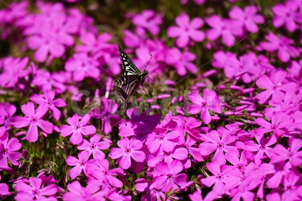 호랑나비,나비,곤충,벌레,동물,꽃,플라워,지면패랭이,자연,봄,spring,flower,nature,insect,butterfly,감성,감성사진,힐링,힐링사진,느낌,분위기,feel,feeling,순수한,순수하다,순수,밝은,밝다,화사한,화사하다,날개,날다,fly,flying,꽃사진,식물,자연,plants,nature,동물,animal,곤충,벌레,insect,bug,꽃,flower