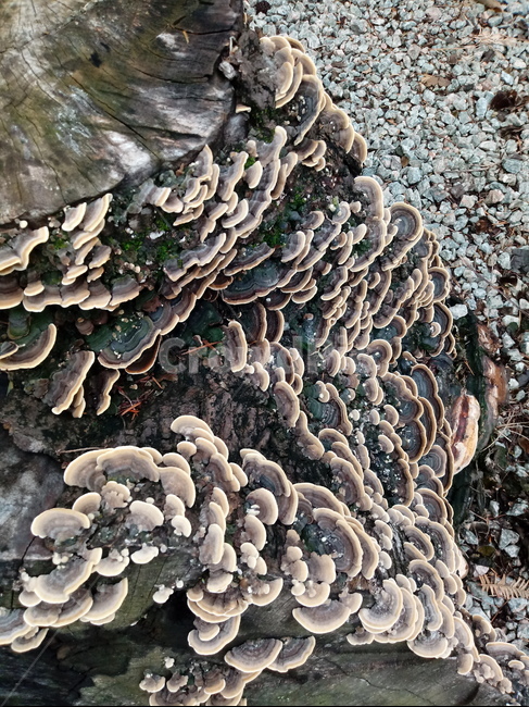 운지버섯,구름버섯,trametesversicolor,구멍장이버섯과,버섯