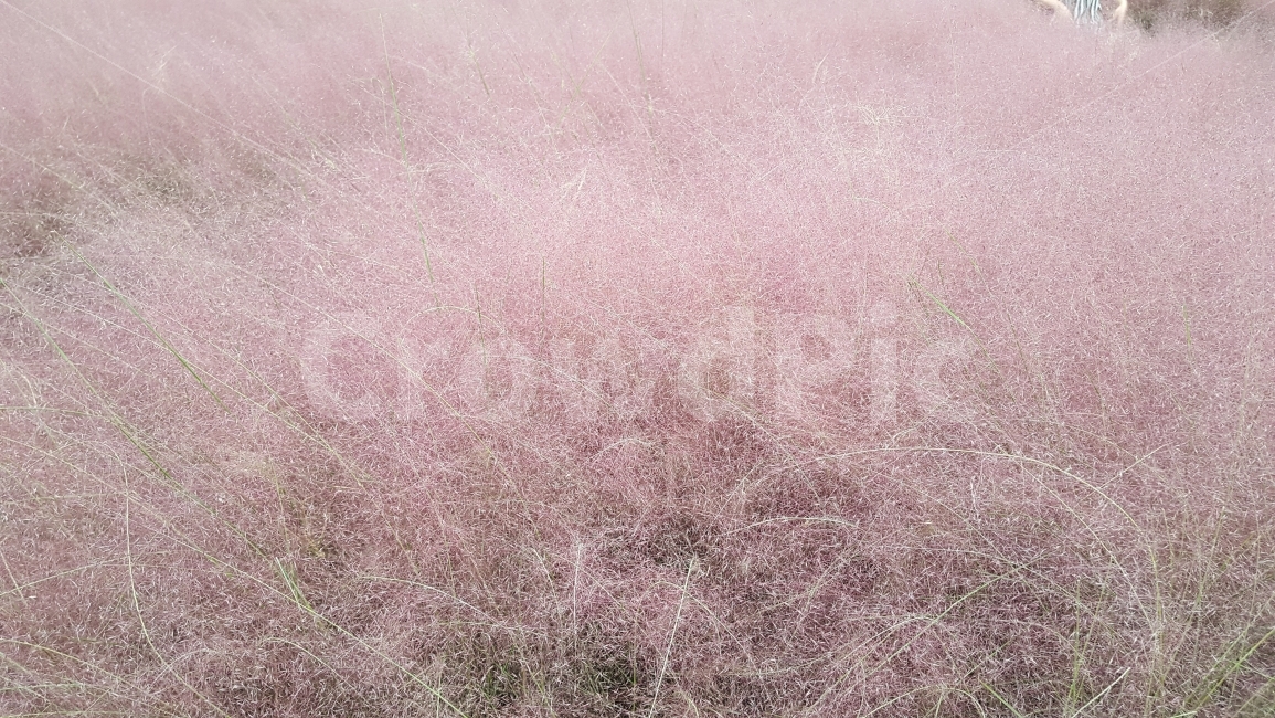 식물,잔듸,grass,pinkmuhlygrass,꽃,미국,자연,풍경,nature,landscape,plant