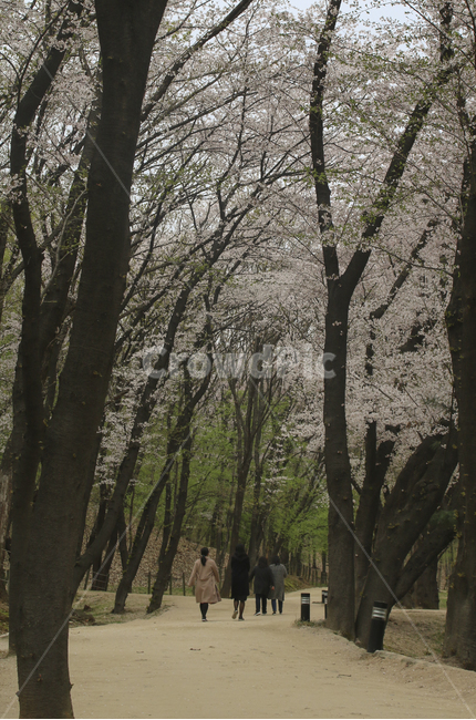 tree,나무,plant,식물,person,사람,human,인간,산책,산책로,road,walking,보행